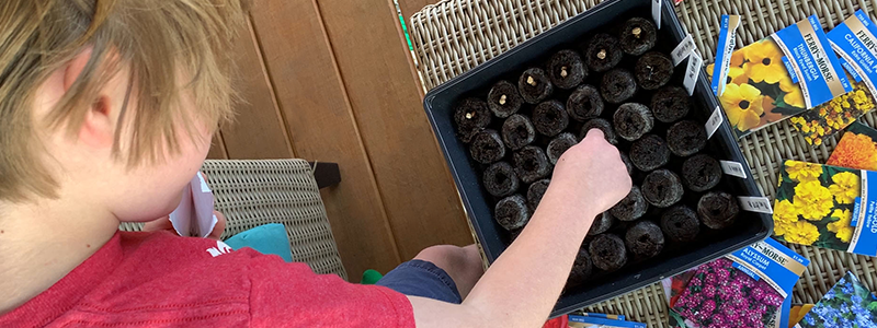 A young gardener uses a Jiffy seed starting peat pellet greenhouse to get a jump-start on seeing annual flowers in bloom this season.