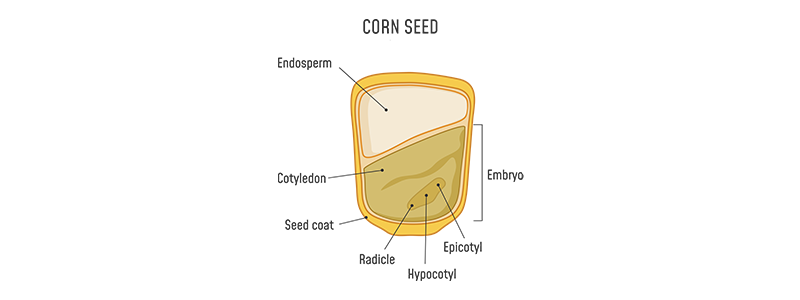 Anatomy of a corn seed: consists of endosperm, embryo, epicotyl, hypocotyl, radicle, seed coat and cotyledon.