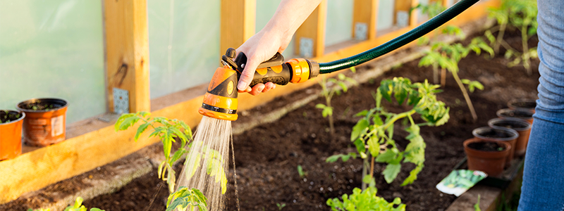 A gardener waters their plants in their outdoor garden using a hose.