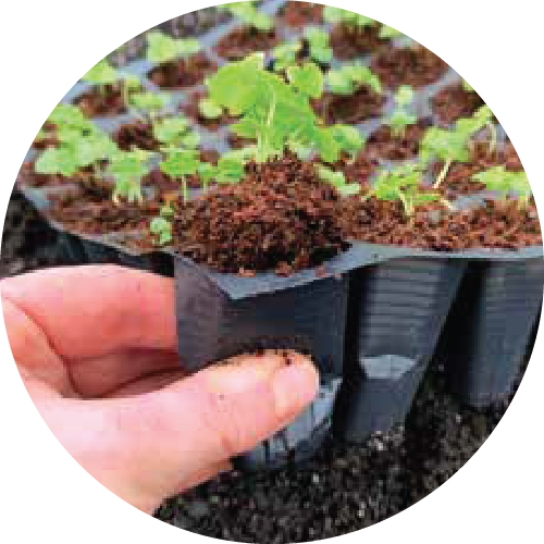Thinning your seedlings