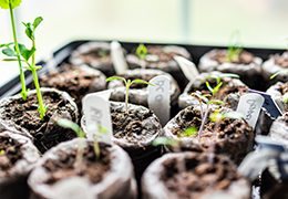 A tray of expanded Jiffy peat pellets with little sprouts growing out of them.