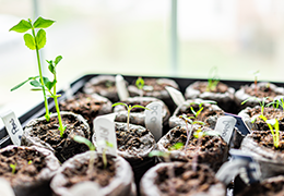 A tray of peat pellets containing seedlings