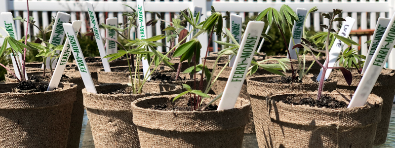 Jiffy biodegradable seed starting peat pots, all holding young flower and vegetable plants awaiting to be transplanted outdoors.