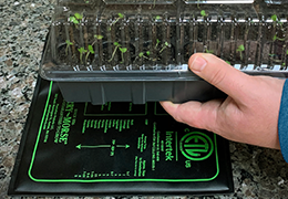 A gardener removing a Jiffy seed starting greenhouse from an indoor heat mat because the seeds have sprouted.