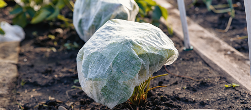 Strawberry plants growing in an outdoor garden, their tops are covered with a mesh-like cap to prevent insects from getting to their foliage, stems and fruits.