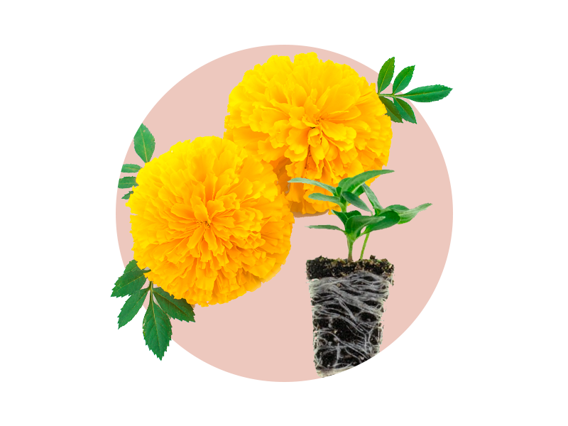 Marigold Plantlings