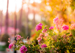 Pink petaled flowers