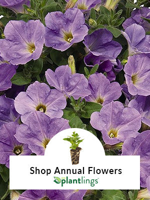 Purple petunias blooming in background