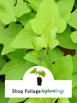 Lime green sweet potato vine in background