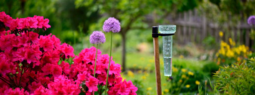 A rain gauge in a garden of pink and yellow flowers and purple allium blossoms