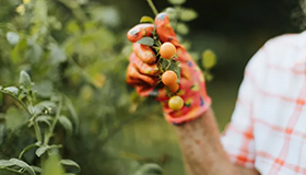 A woman holding some tomatoes.
