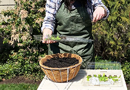 A gardener putting together a hanging container to make a floral statement in their yard.