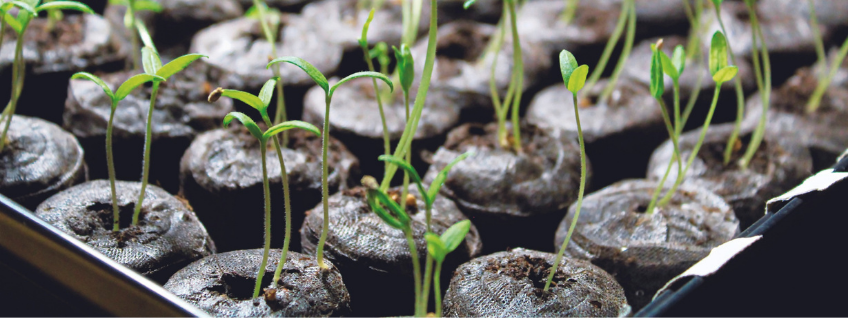 Seedlings growing in peat pellets in a seed starting tray