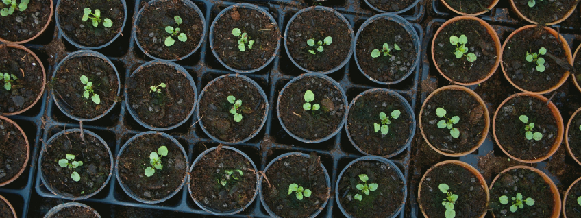 Top-down view of seedlings growing in small pots situated in trays
