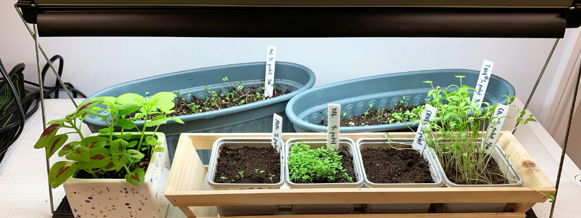 Ferry~Morse Heat Mats and Grow Lights Make Germinating Seeds Indoors Easy –  Ferry-Morse