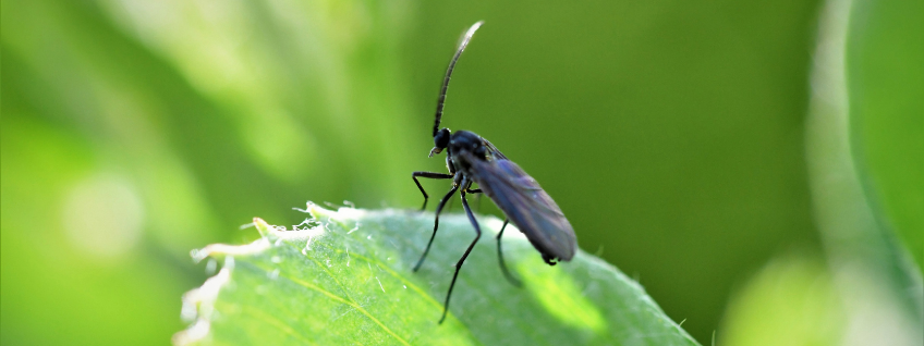 Fungus gnat perched on the edge of a green leaf