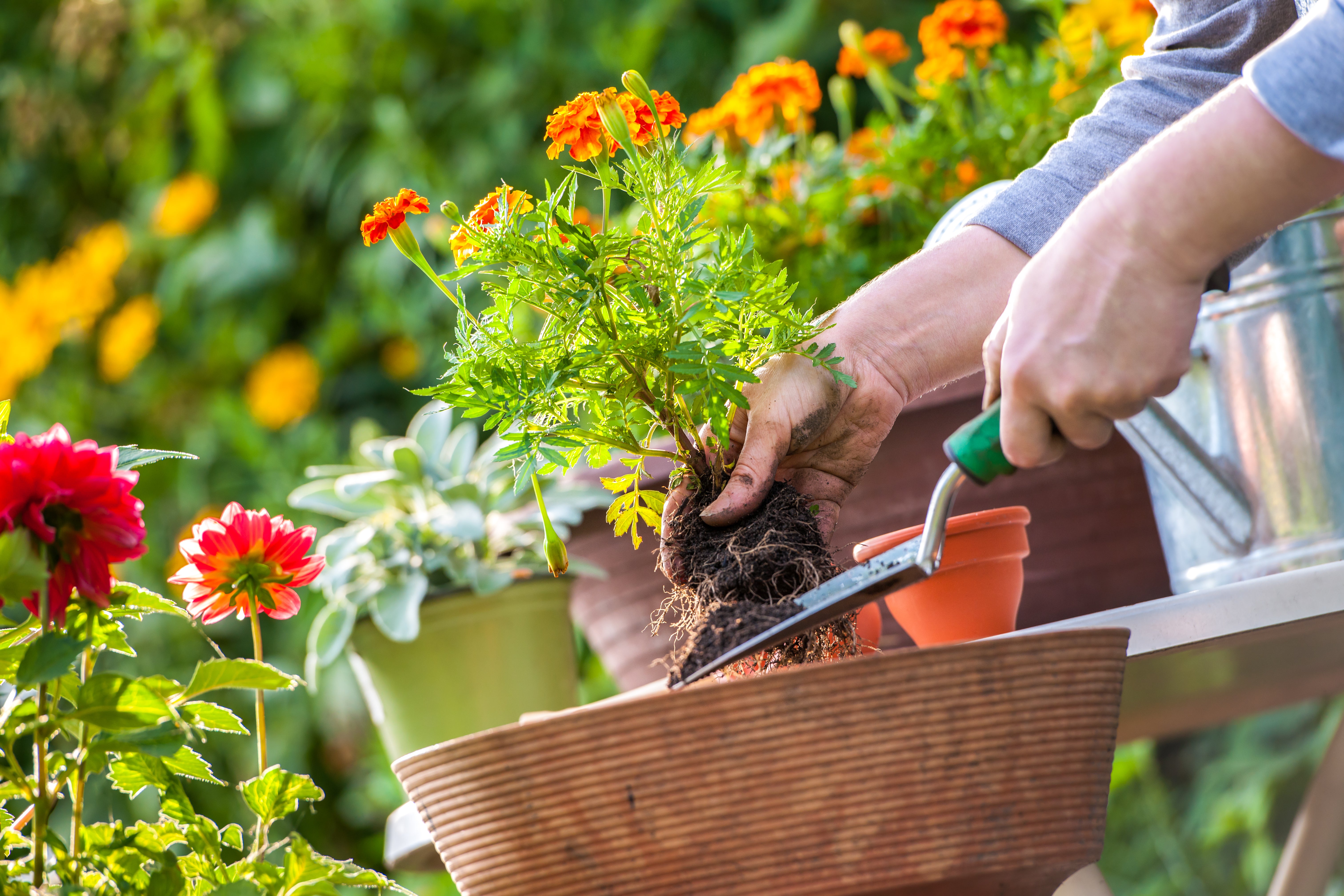 Young woman cutting flowers from her garden for a bouquet.