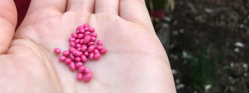 Coated carrot seeds ready to plant in a garden