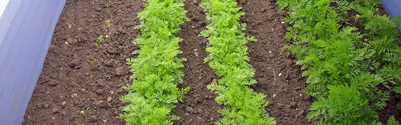 Succession planting carrot crop.