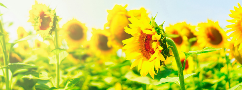 A field of sunflowers facing the direction of The Sun