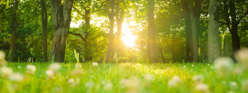 Sunlight shining through trees on a field of low-growing flowers