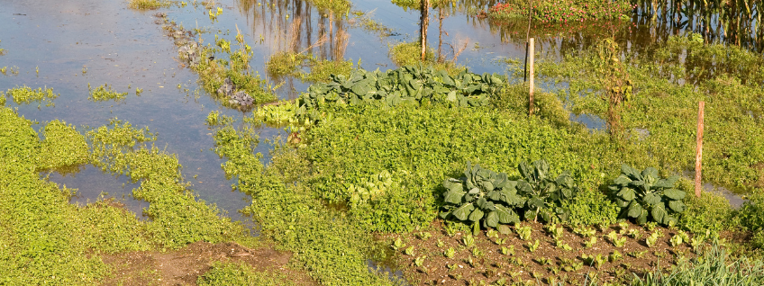 A flooded garden after heavy rain