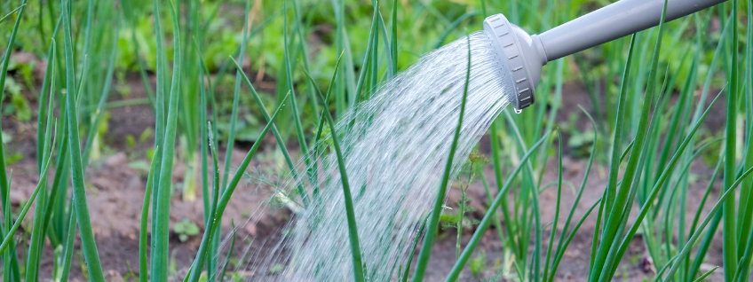 Watering onion plants in a garden with a watering can