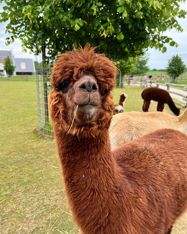 alpaca