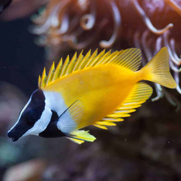 Foxface Rabbitfish – Impact Aquariums