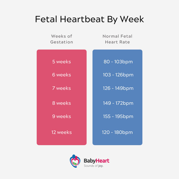 Fetal Heartbeat By Week Chart