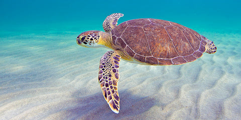 Sea Turtle Conservancy