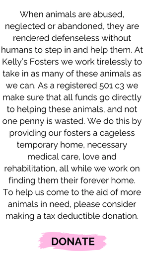 Pets we’ve rescued fostered since the birth of Kelly’ Fosters (924 x 1640 px)-2.png__PID:11a7f2d1-76f1-43be-83d6-0b0350077e4d