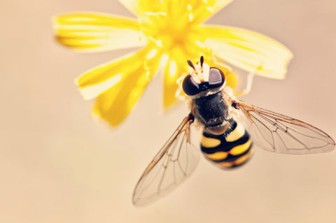 Bees love organic food too!