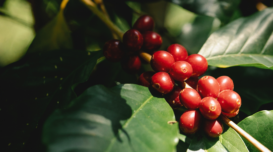 Coffee Berry Plant Potent Antioxidants