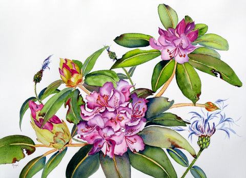 Jean Kigel "Rhododendron With Batchelor Button"