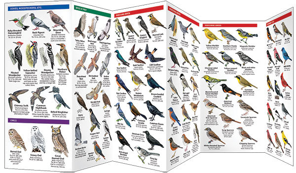 list of small songbirds