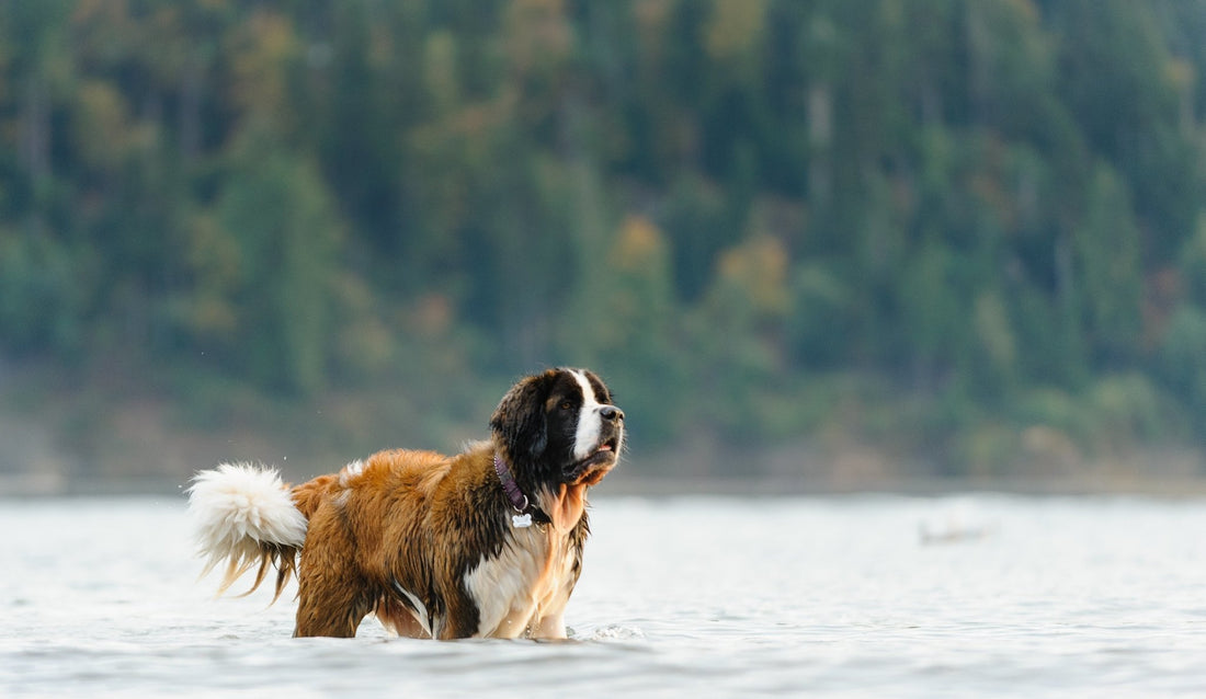 are dogs allowed at kits beach