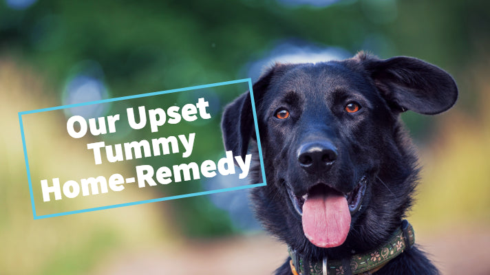 Our upset doggy tummy home remedy