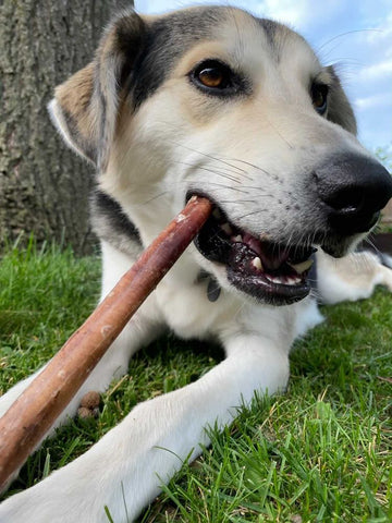 Photo of @adventuringwithdallas with a bully stick