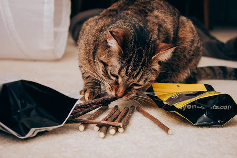 @purrfectly.amber enjoying silvervine sticks for cats