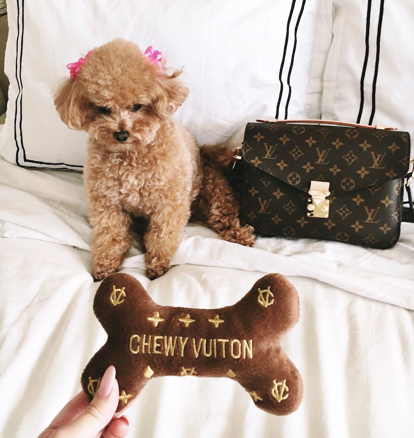 Louis Vuitton and puppy
