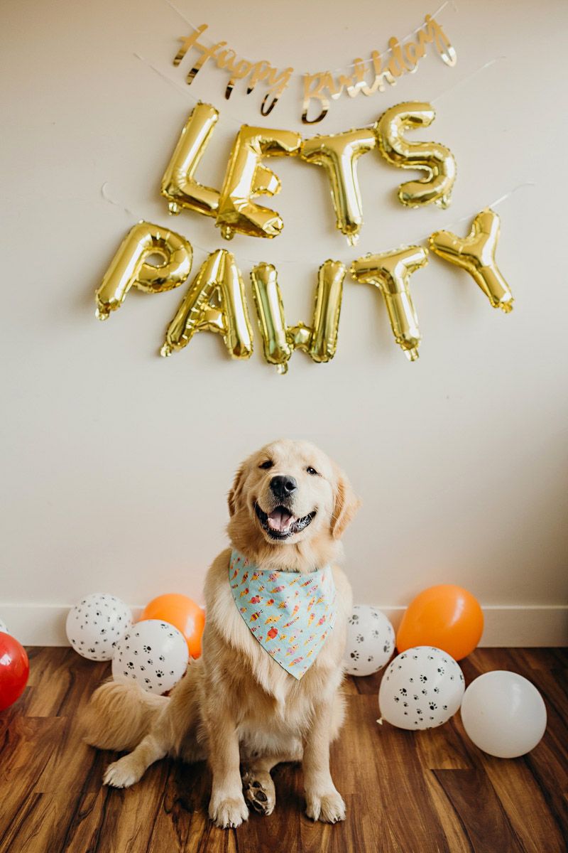 Pet Party