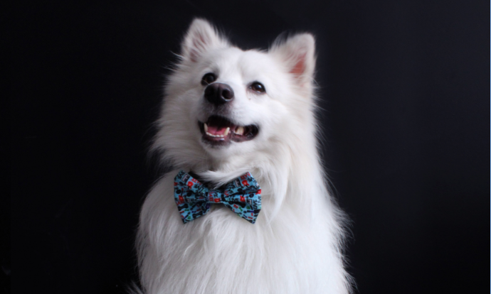 Music Bow Tie para perro