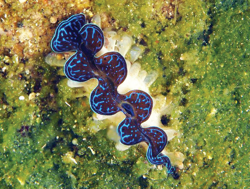 Juvenile Giant Clams at the Giant Clam Factory, Taveuni, Fiji