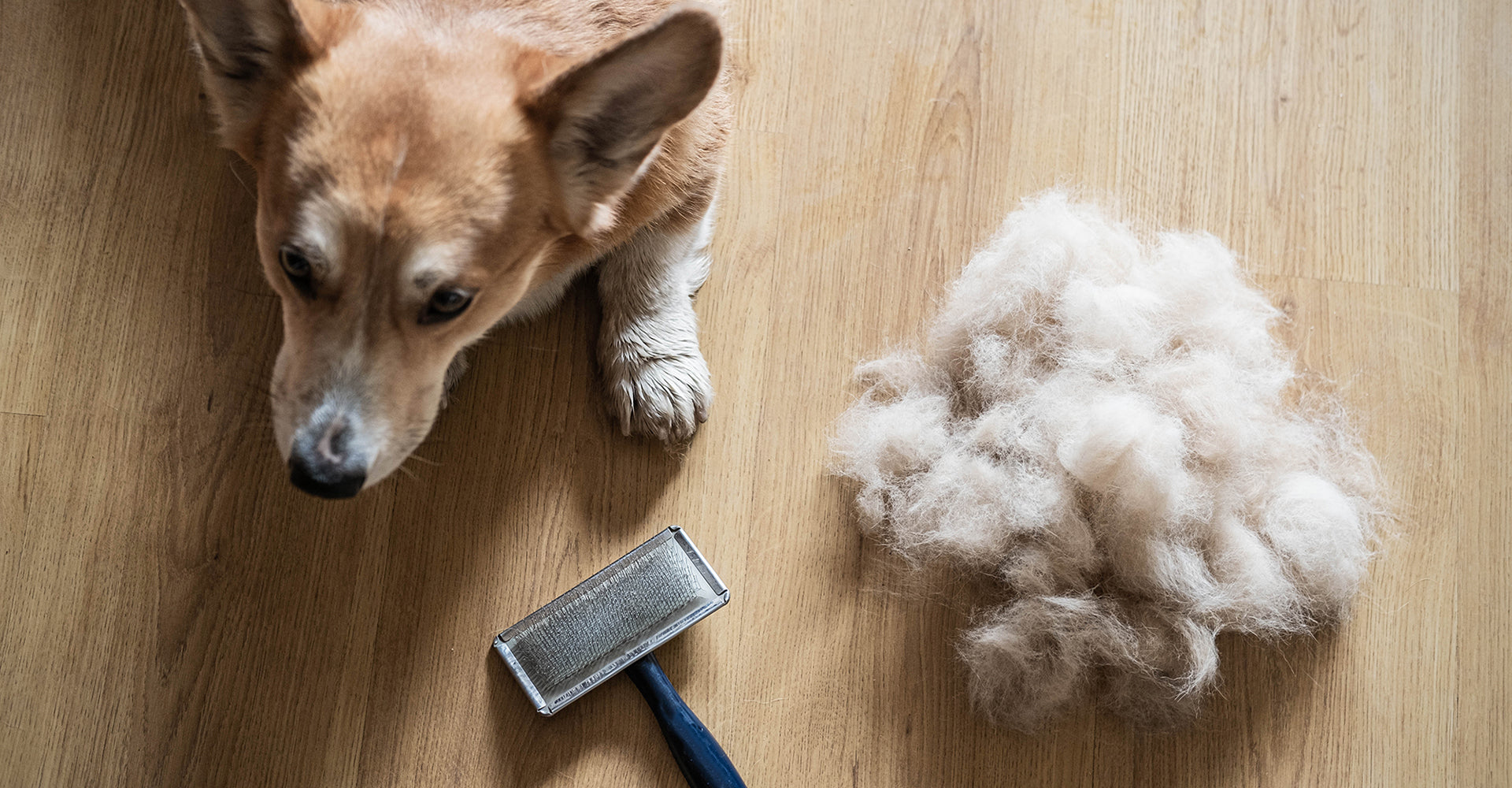How To Keep Dog Hair From Getting Everywhere