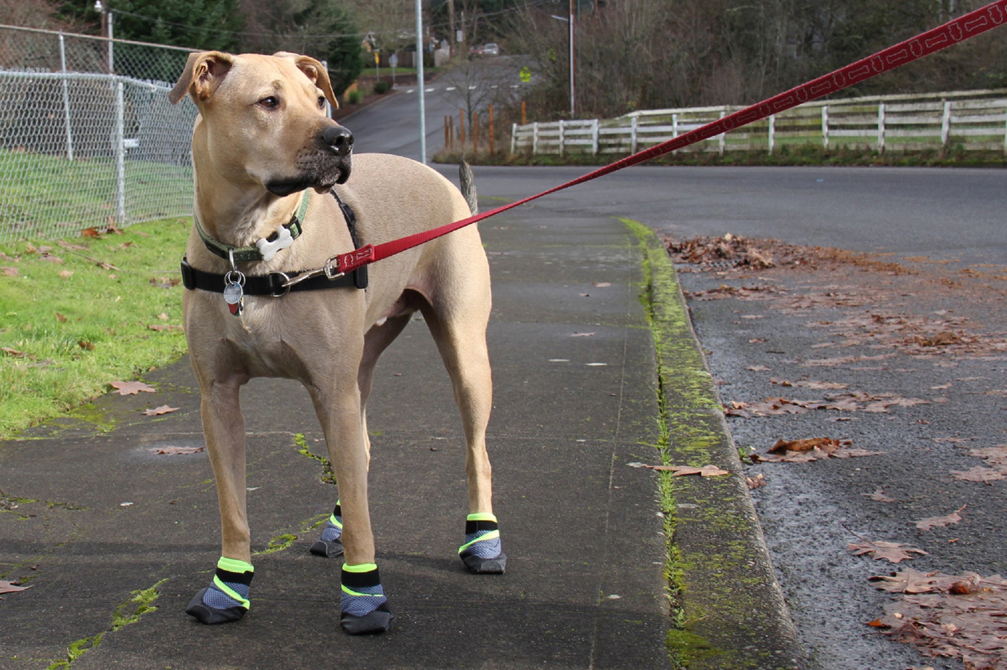 dog shoes to protect paws