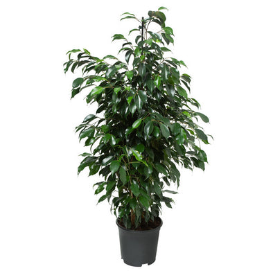 Ficus danielle