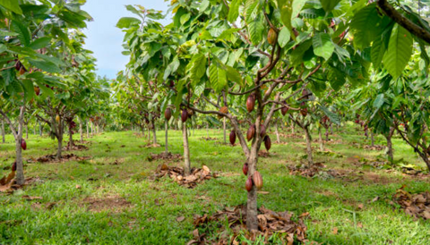 para que es bueno el cacao