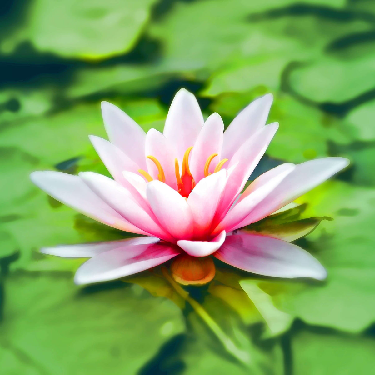 All Secrets Behind Meaning of The Lotus Flower Aromantly