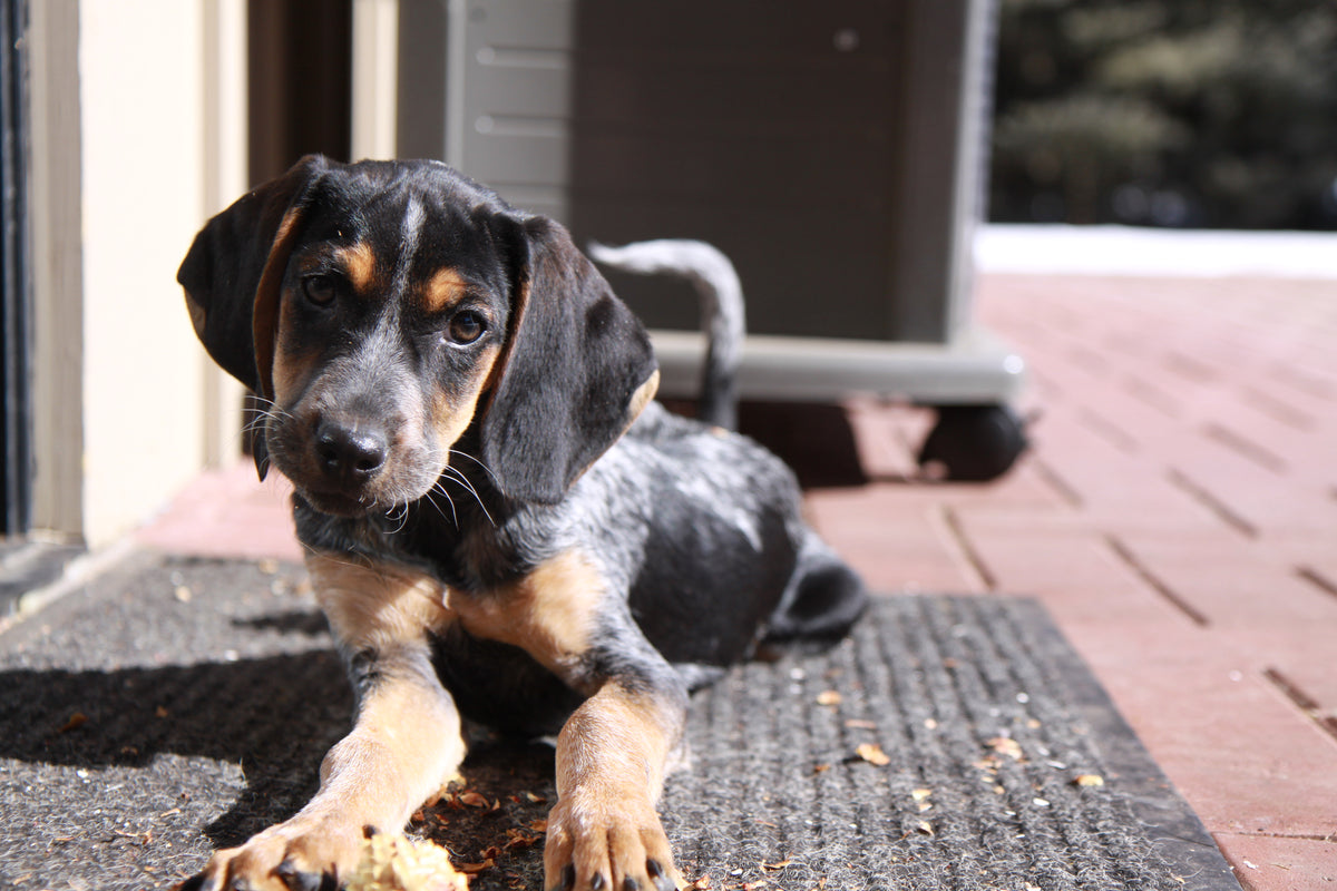 blue tick hound